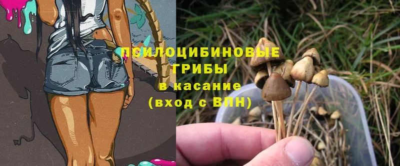 Галлюциногенные грибы Psilocybe  кракен зеркало  Ирбит 